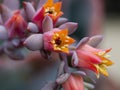 Echeveria 'Afterglow' bloom. Royalty Free Stock Photo