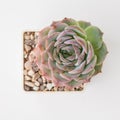 Echeveria Amazing Grace flower rosette succulent close up top view