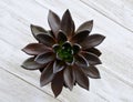 Echeveria Black Prince succulent