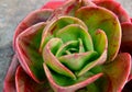 Echeveria Blue Sky succulent cactus plant close up.Tropical succulents,ornamental houseplants Royalty Free Stock Photo