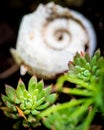 Echeveria with blurry snail shell in background