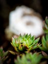 Echeveria with very blurry snail shell in the background Royalty Free Stock Photo