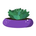 Echeveria cactus, a green succulent houseplant in a bright purple pot isolated against the background. Vector