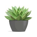 Echeveria cactus succulent plant