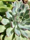Echeveria Succulent Closeup Royalty Free Stock Photo