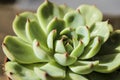 Echeveria Colorata plant in the garden