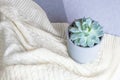 Echeveria colorata, rare succulent flower in a grey pot on knitted blanket or plaid, minimal style, indoors, cozy home