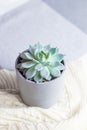 Echeveria colorata, rare succulent flower in a grey pot on knitted blanket or plaid, minimal style, indoors