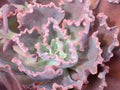 Echeveria dicks pink succulent leaves frilled pink edges