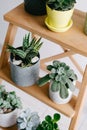 Succulents on a wooden shelf. Beautiful indoor plants in gray pots. Royalty Free Stock Photo