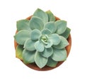 Echeveria elegans, Echeveria cactus, Succulent plant in clay pot, Top view, isolated on white background with clipping path Royalty Free Stock Photo