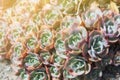 Echeveria elegans, Mexican snow ball, Mexican gem, white Mexican