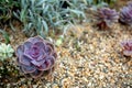 Echeveria Elegans near succulent plant