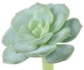 Echeveria Elegans Plant Close-up Royalty Free Stock Photo