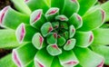 echeveria elegans plant Royalty Free Stock Photo