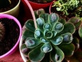 Echeveria elegans is a species of flowering plant in the family Crassulaceae, which is native to semi-desert habitats in Mexico.