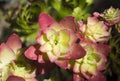 Echeveria Elegans - Succulent