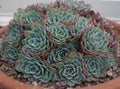 Echeveria elegans Succulent plant in garden