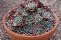 Echeveria elegans Succulent plant in garden