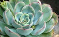 Echeveria elegans or white Mexican rose tropical succulent plant close up.