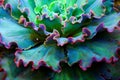 Echeveria fancy frills succulent plant close up