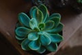 Echeveria glauca or cactus cabbage, a succulent plant that has a shape like a rose