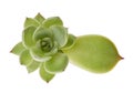 Echeveria grow from leaf, Propagate an Echeveria from Leaf Cuttings, Baby Echeveria plant isolated on white background