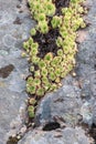 Echeveria growing on the stone. Royalty Free Stock Photo