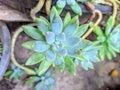 Echeveria Haagai plant thrives in the home garden