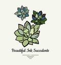 Echeveria hand drawn succulent vector isolated illustration. Modern ink succulent plant logo, icon, poster, banner, postcard.