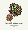 Echeveria hand drawn succulent vector isolated illustration. Modern ink succulent plant logo, icon, poster, banner, postcard.