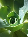 Echeveria houseplant detail of center Royalty Free Stock Photo