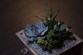 Succulents composition in square container on dark wooden background Royalty Free Stock Photo