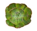 Green succulent cactus flower tropical plant top view isolated on white background, clipping path Royalty Free Stock Photo