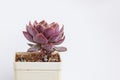 Echeveria Lotus succulent flower rosette closeup on white background