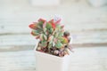 Echeveria luella cristata in white pot