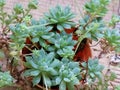 Echeveria mebina Royalty Free Stock Photo