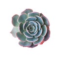 Echeveria muesli Succulent houseplant top view