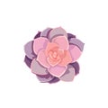 Echeveria Pearl von Nurnberg in Flat design style, vector pink purple leaved succulent on white isolated background, Oil painted
