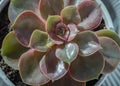 Echeveria Perle von Nurnberg (Flat rosettes) Succulent plant with purple and pink leaves Royalty Free Stock Photo