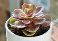 Echeveria Perle von Nurnberg (Flat rosettes) Succulent plant with purple and pink leaves in ceramic pot Royalty Free Stock Photo