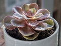 Echeveria Perle von Nurnberg (Flat rosettes) Succulent plant with purple and pink leaves in ceramic pot Royalty Free Stock Photo