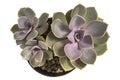 Echeveria perle von nurnberg, Purple echeveria cactus in pot, Top view, isolated on white background with clipping path