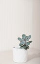 echeveria pink frills in a white pot, vertical size. copy space. scandinavian home deroc, simple plants for house