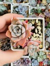 Echeveria Pink rose succulent plant on gardering background Royalty Free Stock Photo
