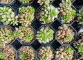 Echeveria Pink Ruby, Succulents plant cultivating in the nursery. Top View