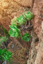 Echeveria plant on a long stem grows on rocks Royalty Free Stock Photo