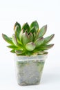Echeveria plant succulent. Green little flower isolated on white background. Royalty Free Stock Photo