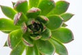 Echeveria plant succulent. Green little flower isolated on white background. Royalty Free Stock Photo