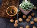 Echeveria plant and walnuts on blue slate table. Healthy nuts and seeds composition. Royalty Free Stock Photo